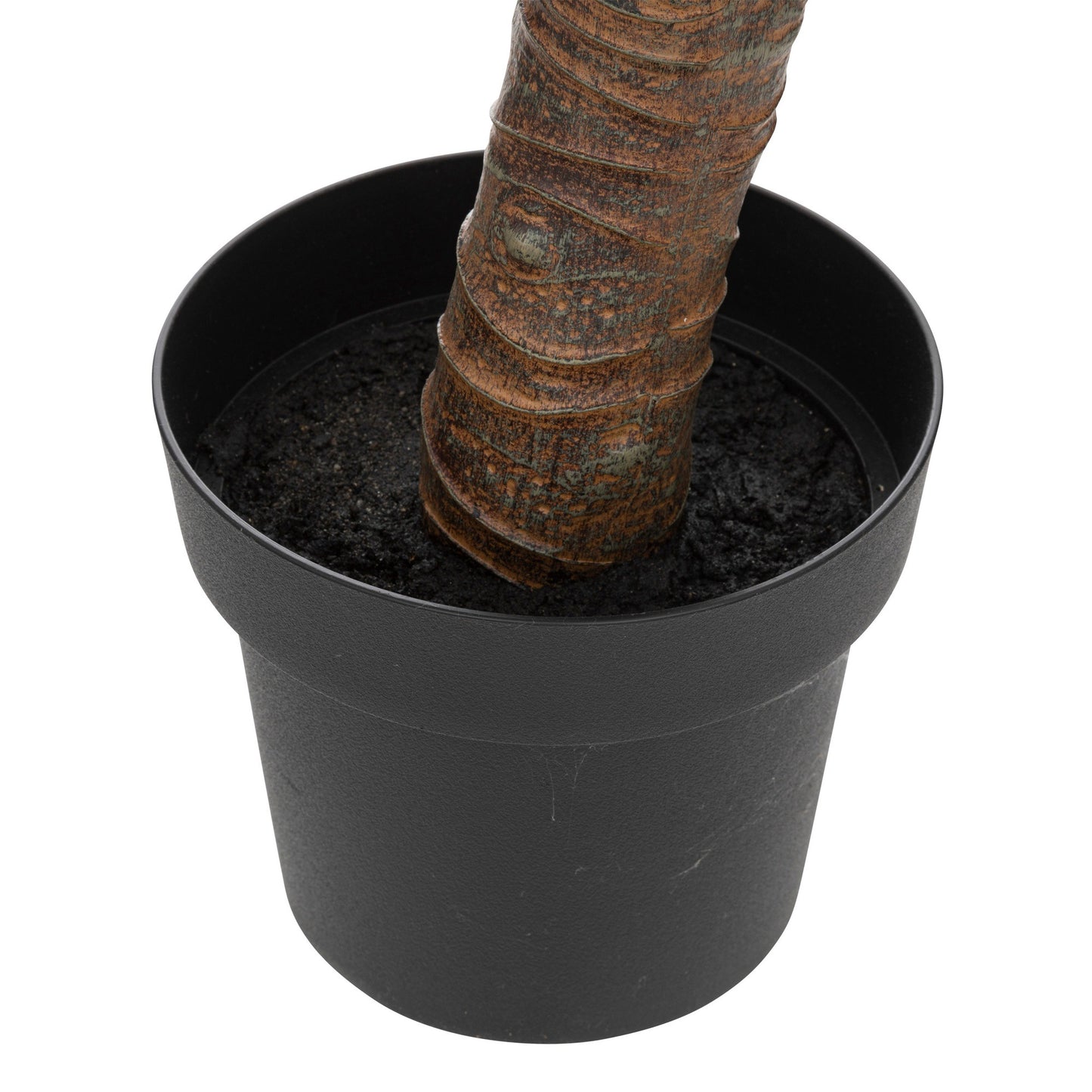 Yuca Palmera H110_2