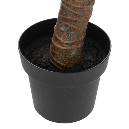 Yuca Palmera H110_2