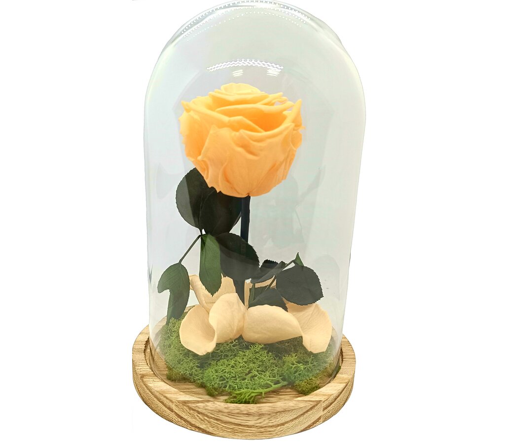 Mundo Eterno Rosa En Cúpula Melocotón 12x20cm_1
