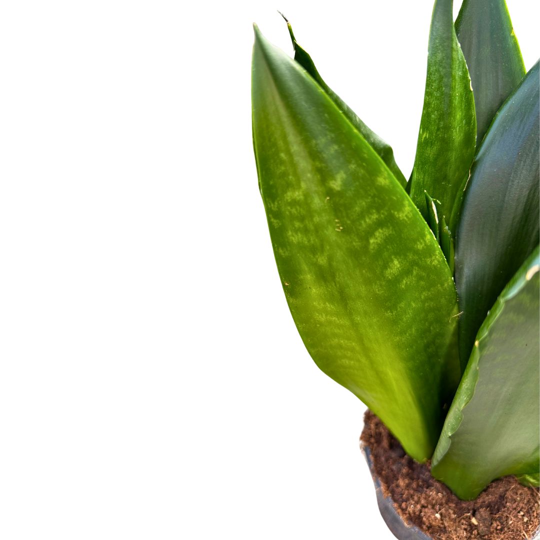 Sansevieria Zeilanica Lengua De Suegra O Espada De San Jorge Planta Muy Resistente Para Interior Maceta 17cm_1