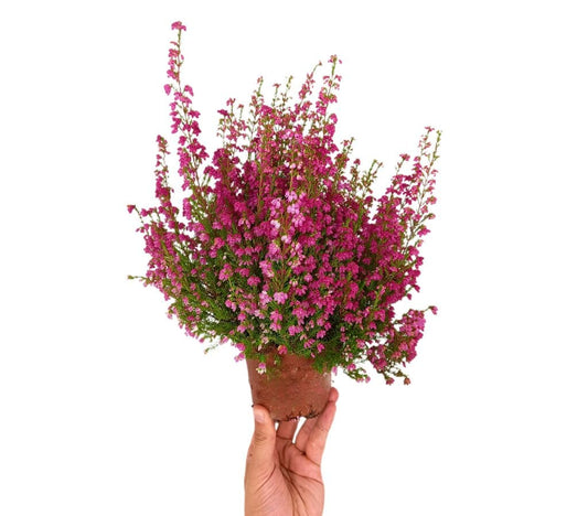 Erica Gracilis M11_0