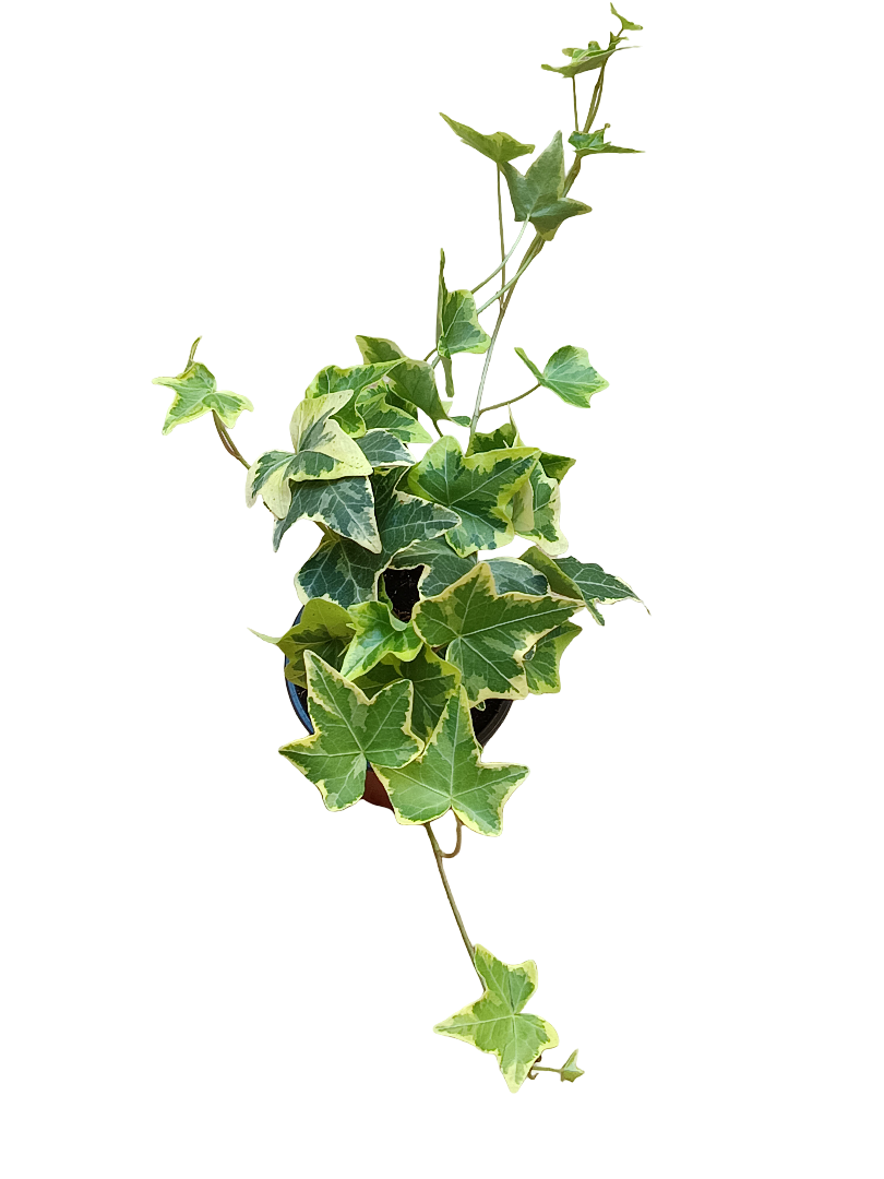Hedera Goldchild Amarilla Planta Colgante De Interior Ø8_0
