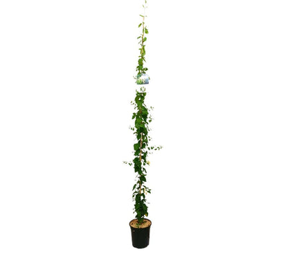 Lonicera Japónica M20 180-200cm_0