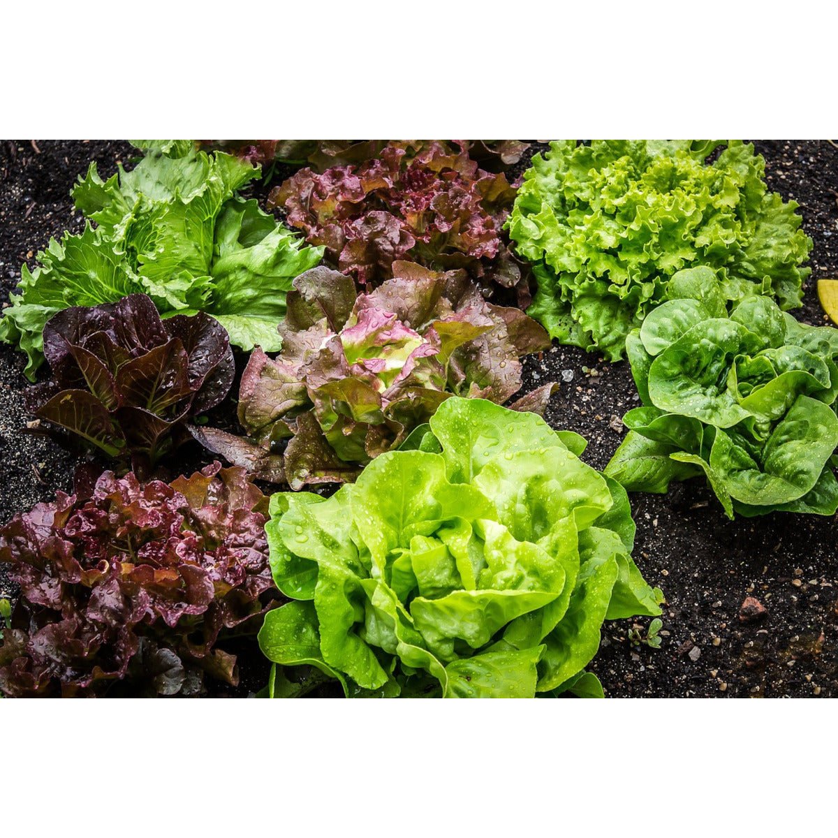 Compost Ecológico Con Biochar Y Minerales De Roca LivingChar 500L_3