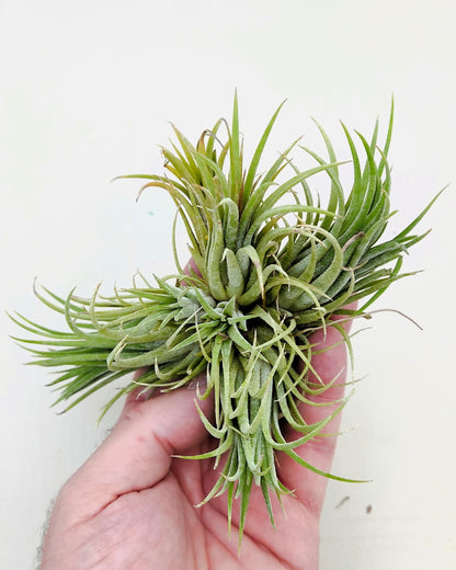 Tillandsia ionantha rubra clump; planta del aire, mata de plantas; Curiosarium; altura 10 cm, diámetro 15-18 cm_3