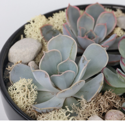 Mezcla De Jardín De Echeveria Negra - Echeveria Lilacina - Altura 8cm_3