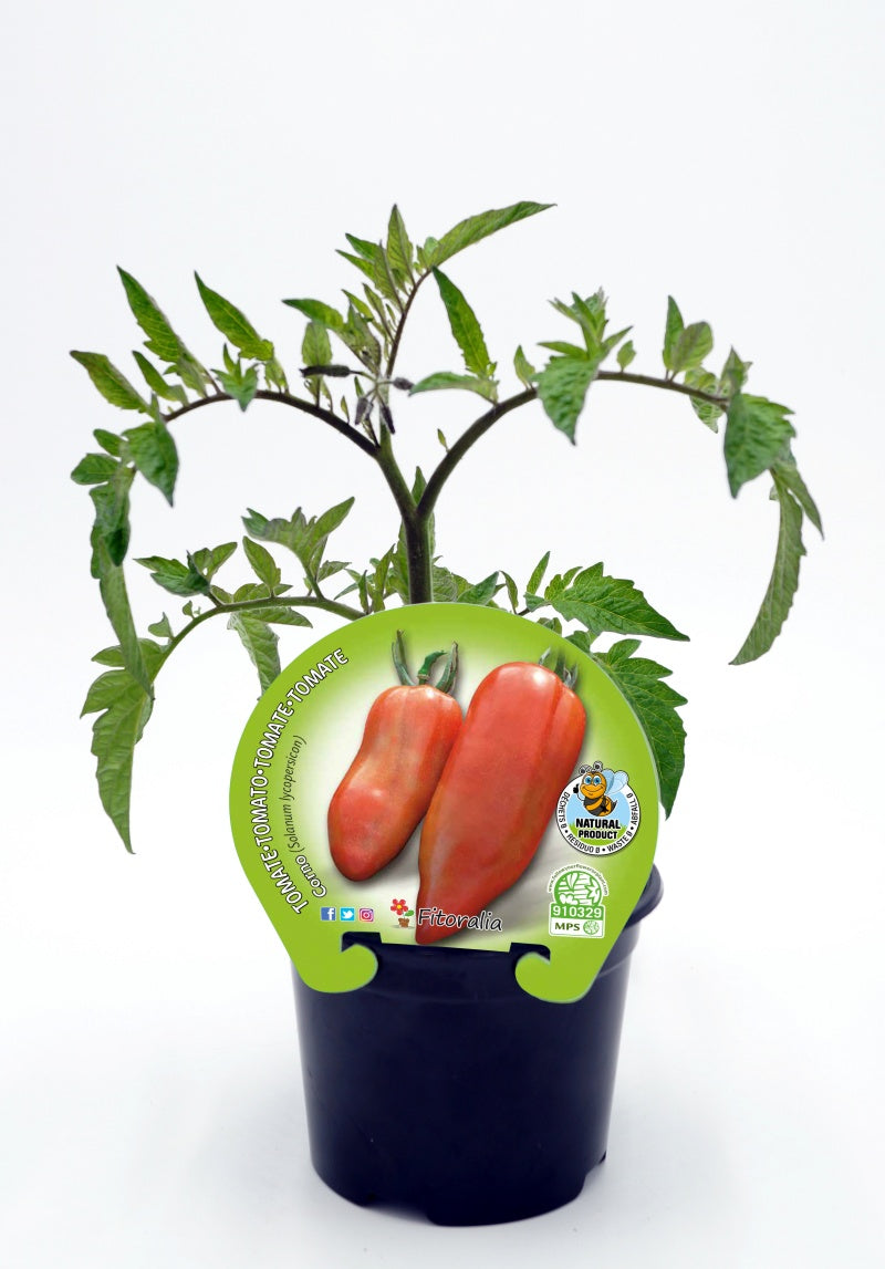 Plantón Tomate Corno En Maceta 10,5 Cm. Natural - Fitoralia_0