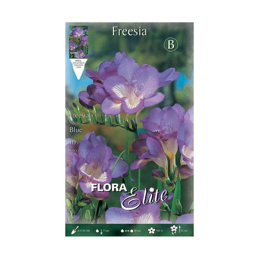 Bolbos simples de frésia azul 10 unidades