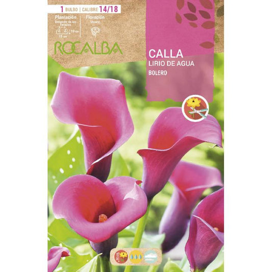 Bulbo de Calla Lily Bolero 1 unidade (14/18)