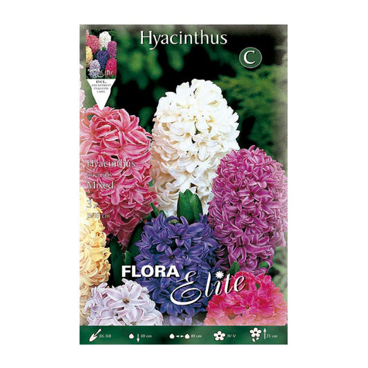 Bolbos de jacinto mix 3 unidades