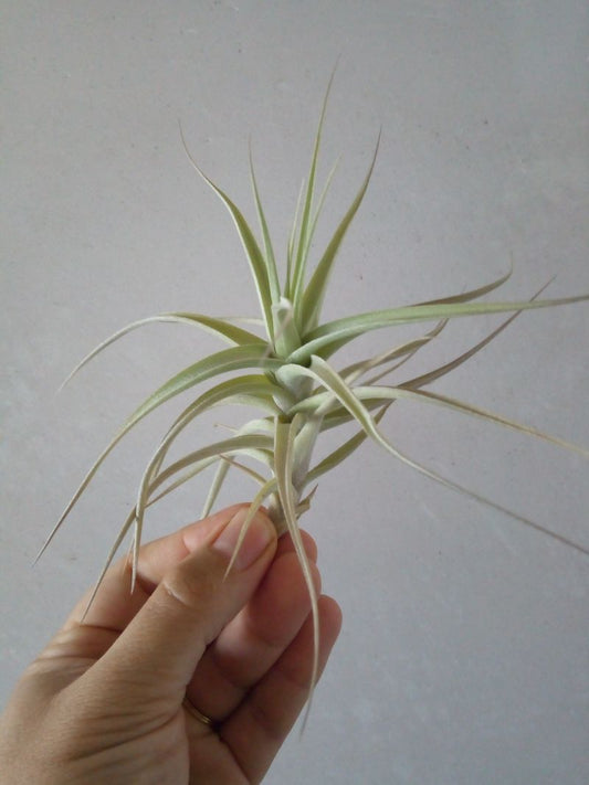 Tillandsia Bergeri Clavel Del Aire Tillandsias_0