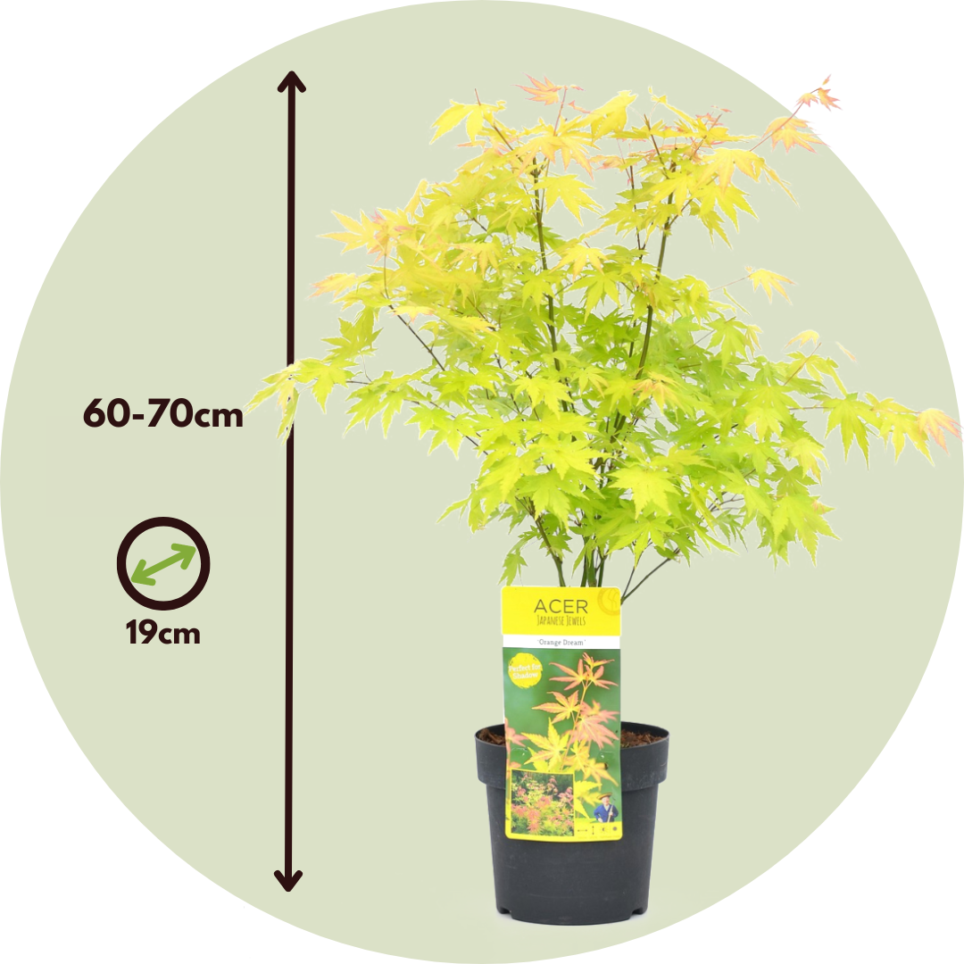Arce Japonés - 2 Pzs - Acer Palmatum 'orange Dream' - Altura 60-70cm - ⌀19cm_2