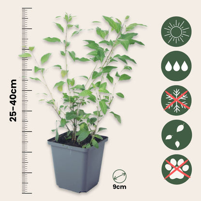 Solano De Flor Azul - 3 Pzs - Lycianthes Rantonnetii - Altura 25-40cm - ⌀9cm_2