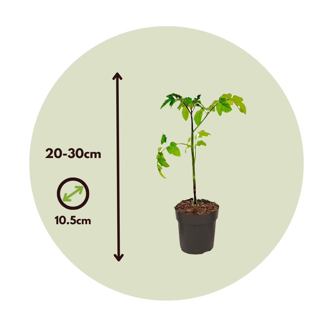 Tomatera - 3 Pzs - Lycopersicon 'heartbreaker' - Altura 20-30cm - ⌀105cm_2