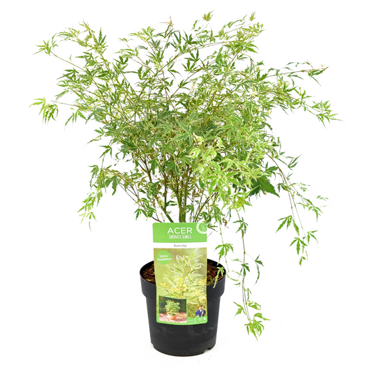 Arce Japonés - Acer Palmatum 'butterfly' - Altura 50-60cm - ⌀19cm_0