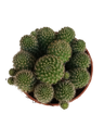 Rebutia Flavystila (cacto Flor Laranja) Ø5