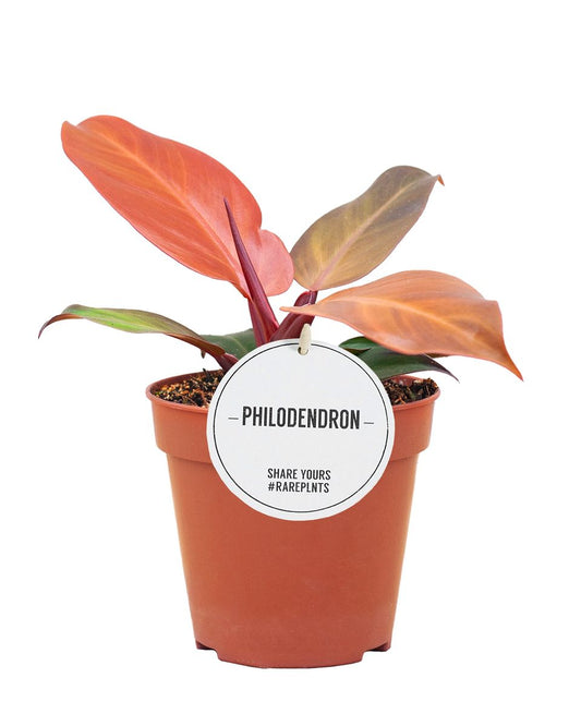Planta Natural Philodendron 'mccolley's Finale' 1 Ud Ø 6 Alt. 15_0