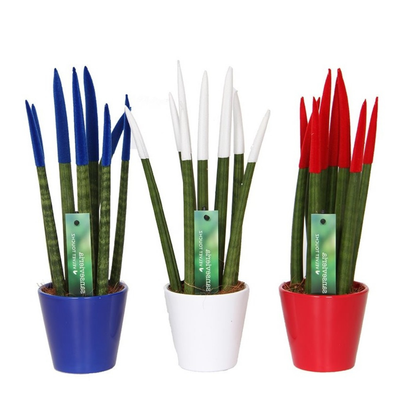 Dracaena Cylindrica - 3 Pzs - Sansevieria Cylindrica - Altura 20-40cm - ⌀9cm_0
