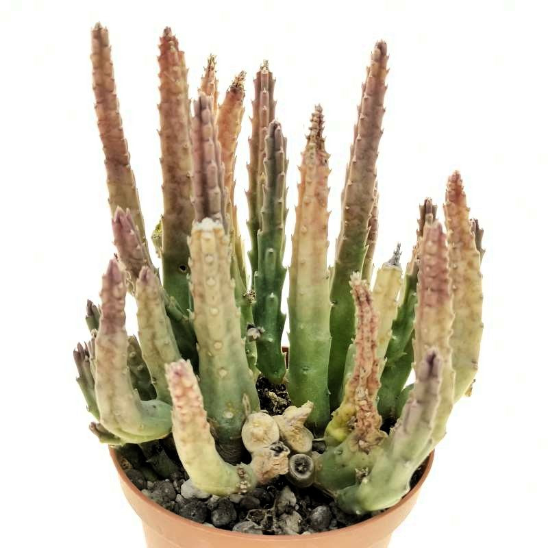 Stapelia Cedrimontana; Planta Suculenta Con Floración Llamativa, Flor Marrón; Diámetro Maceta 9 Cm_0