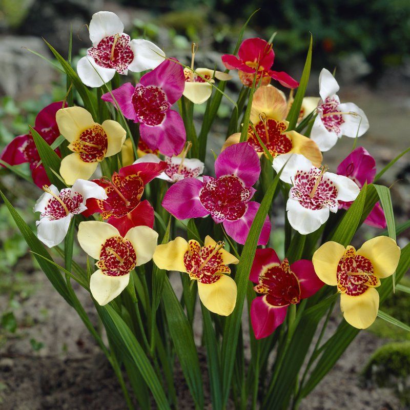 Lote 10 Bulbos Tigridia Pavonia Mix Planta Colores_0