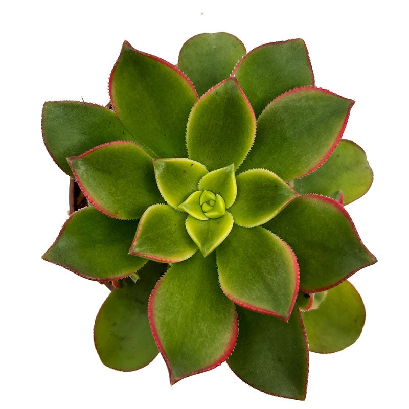 Aeonium haworthii kiwi Cactus Y Suculentas M8,5 cm Ø_1