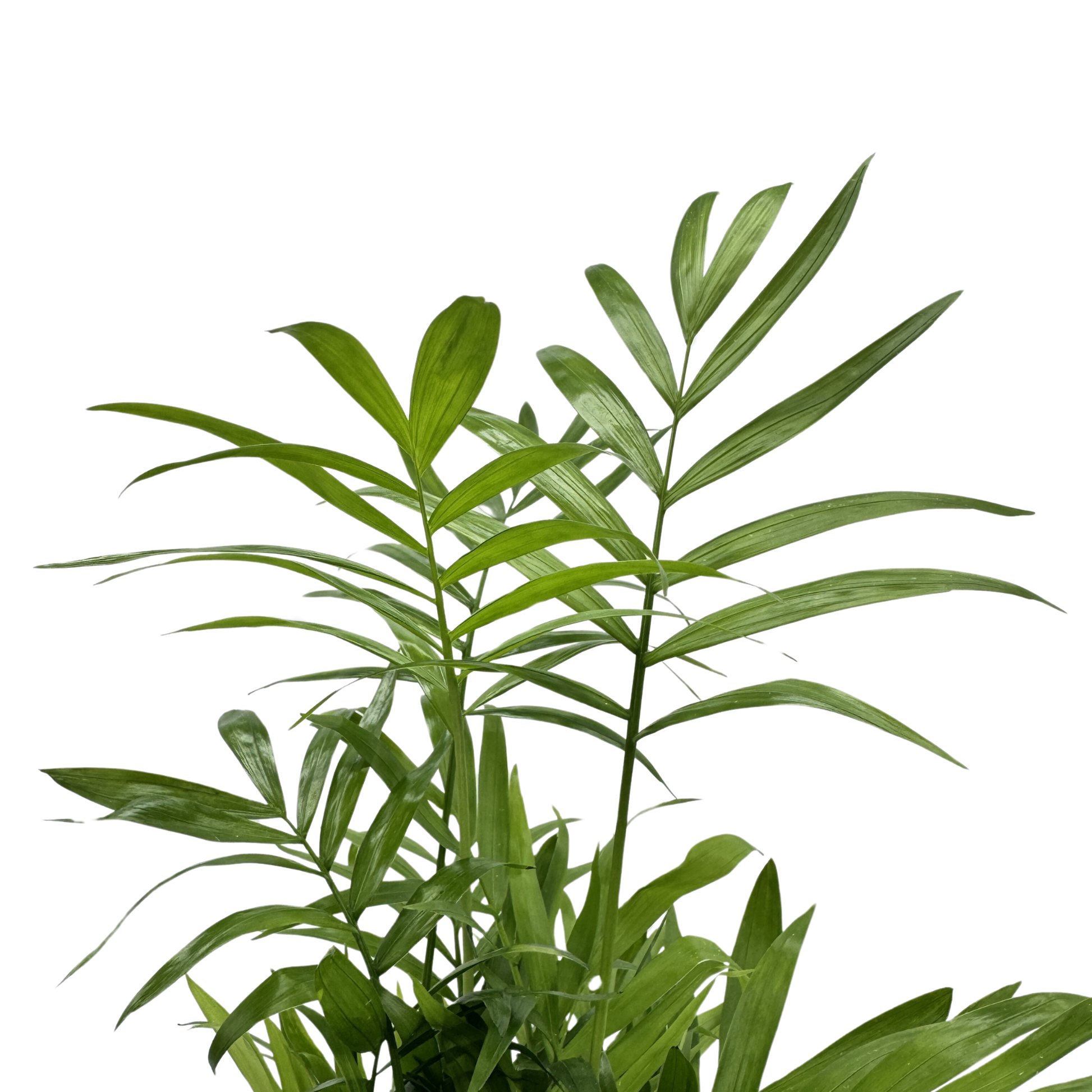 Planta Chamaedorea Kokedama Natural_3