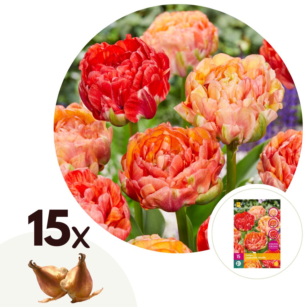 Bulbos De Tulipán - 15 Pzs - Tulipa 'gudoshnik Double' - Blanco_0