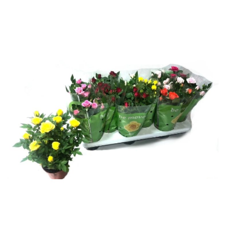 Rosal Mini M10 (extra Calidad)_0