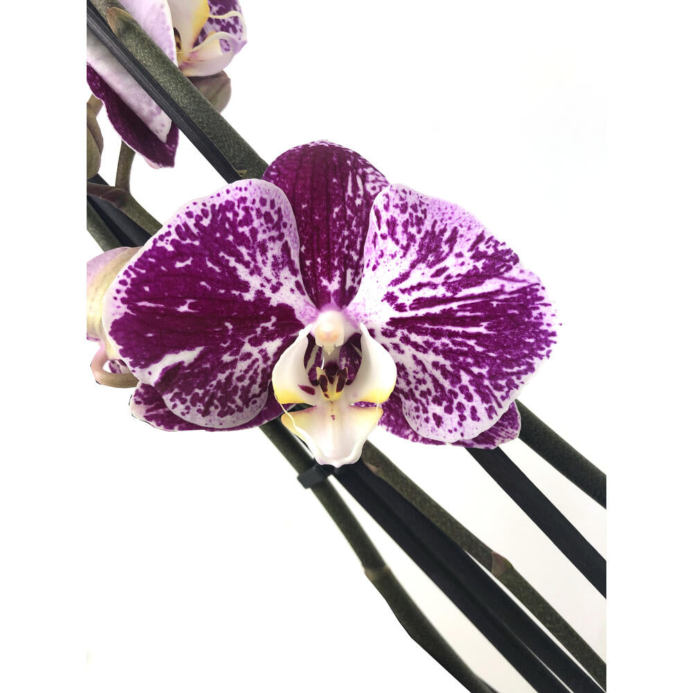 Orquidea Phalaenopsis Black Stripes 2/3 Tallos M12 70cm_2
