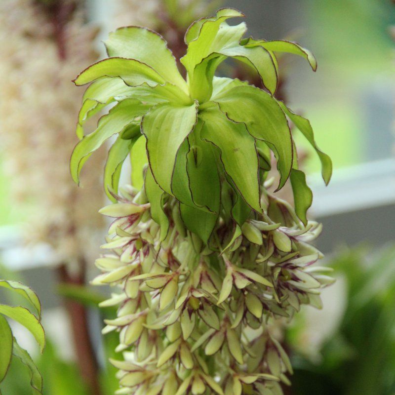 1 Bulbo Eucomis Bicolor Planta Flor_0