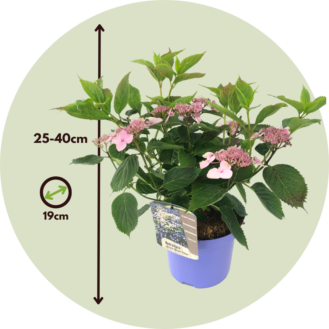 Hortensia - 2 Pzs - Hydrangea Serrata 'magic Pillow' - Altura 25-40cm - ⌀19cm_2