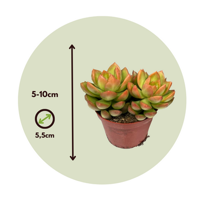 Mezcla De Suculentas - 12 Pzs - Succulent Mix - Altura 5-10cm - ⌀55cm_2