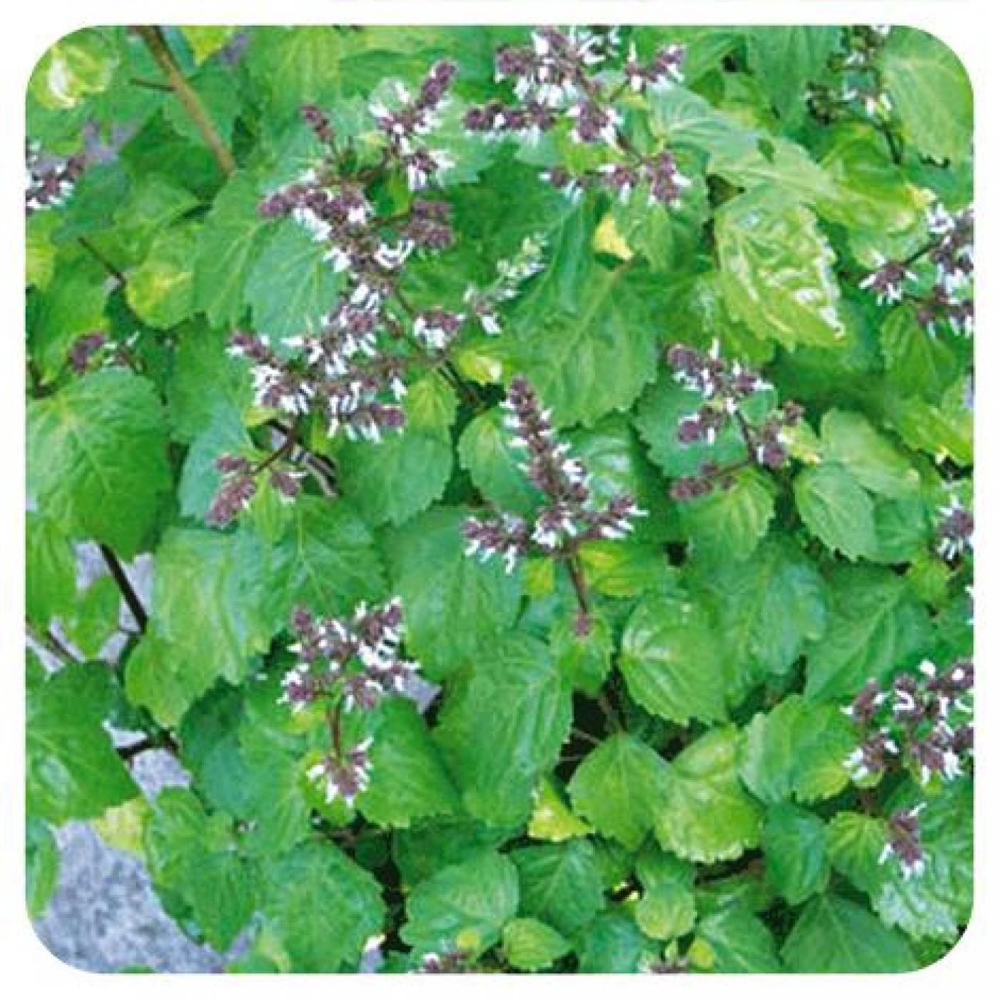 Patchouli Pranarom, 5 ml