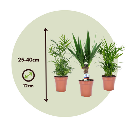Mezcla De Mini Palmeras - 3 Pzs - Mini Indoor Palm Mix - Altura 25-40cm - ⌀12cm_2