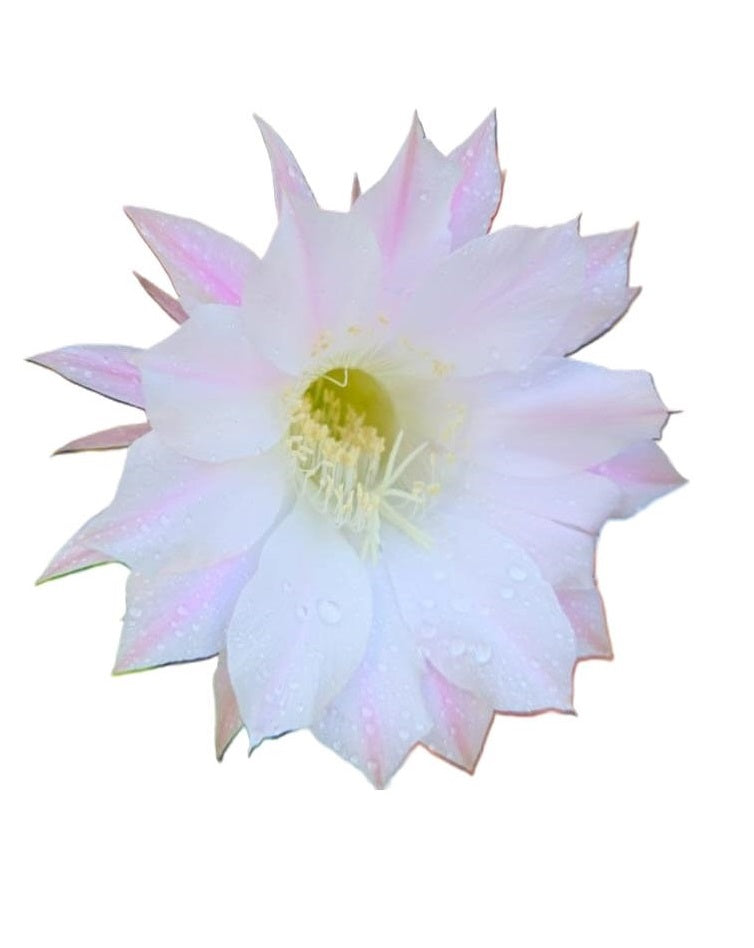 Cactus Echinopsis Oxygena (Cactus Erizo Americano)_2
