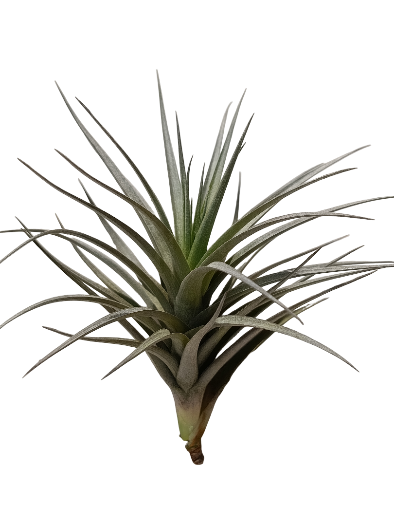 Tillandsia Aeranthos Black Planta Natural Clavel Del Aire_0