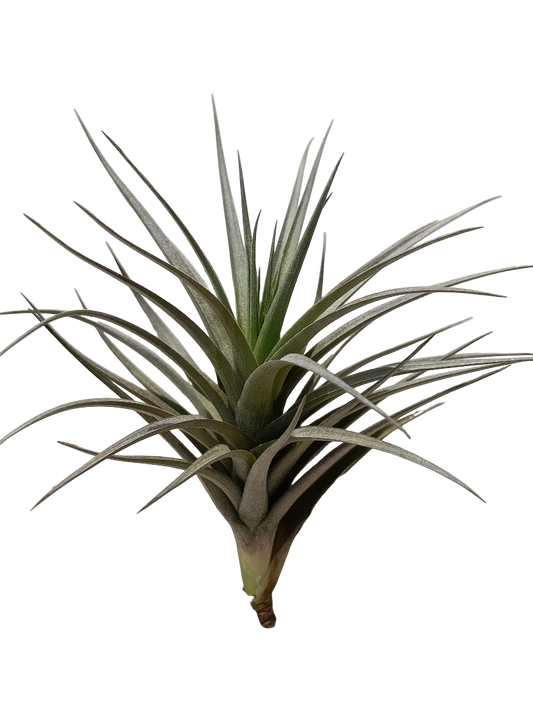 Tillandsia Aeranthos Black Planta Natural Clavel Del Aire_0