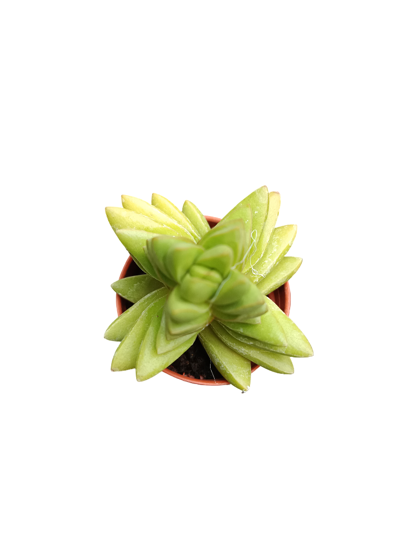 Planta Suculenta  ☼ Surtida Aleatoria Pequeña Ø5 Venta Por Unidad_4