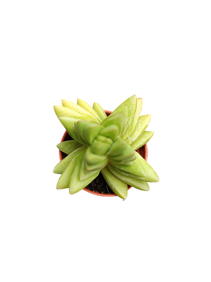 Planta Suculenta  ☼ Surtida Aleatoria Pequeña Ø5 Venta Por Unidad_4