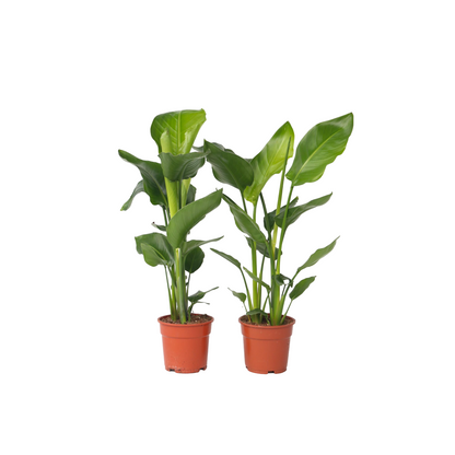Flor Ave Del Paraíso - 2 Pzs - Strelitzia Nicolai - Altura 55-70cm - ⌀17cm_0