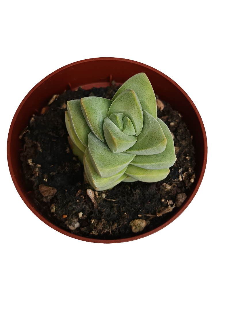 Crassula Moonglow Planta Suculenta Ø8_0