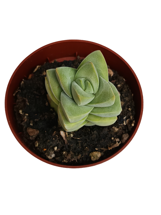 Crassula Moonglow Planta Suculenta Ø8_0