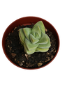Planta suculenta Crassula Moonglow Ø8