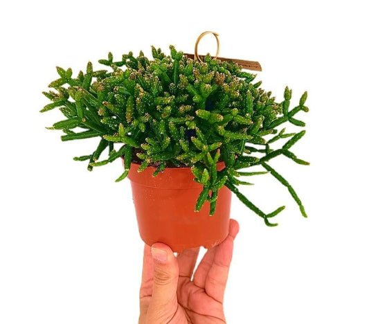 Rhipsalidopsis Burchellii M11_0