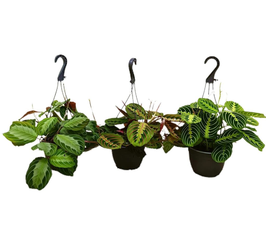 Maranta Leuconeura Mix M15_0