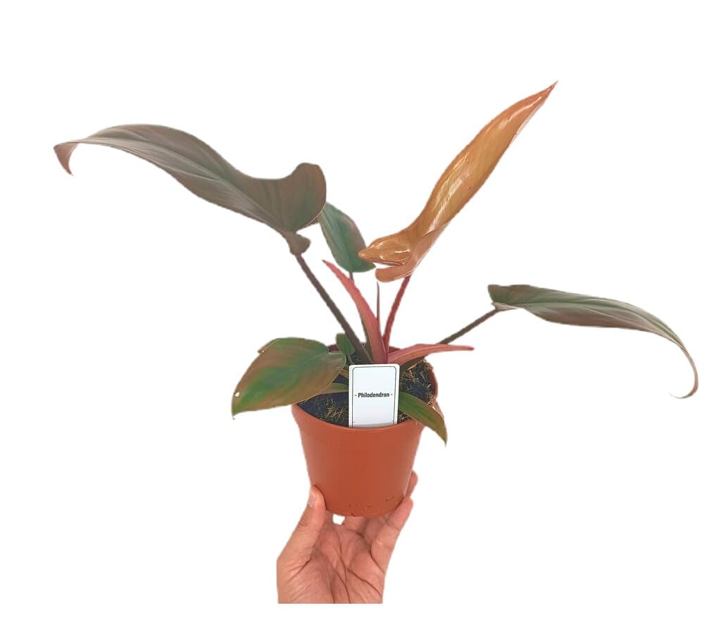 Philodendron Florida Pink M12_0
