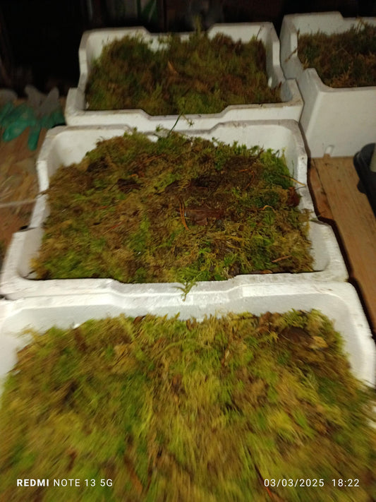 2 Cajas Sphagnum Musgo Terrario Sfagnum Carnivoras_0
