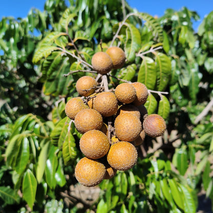 Longan Bio* Directos Desde El Campo 1/2 Kg_0