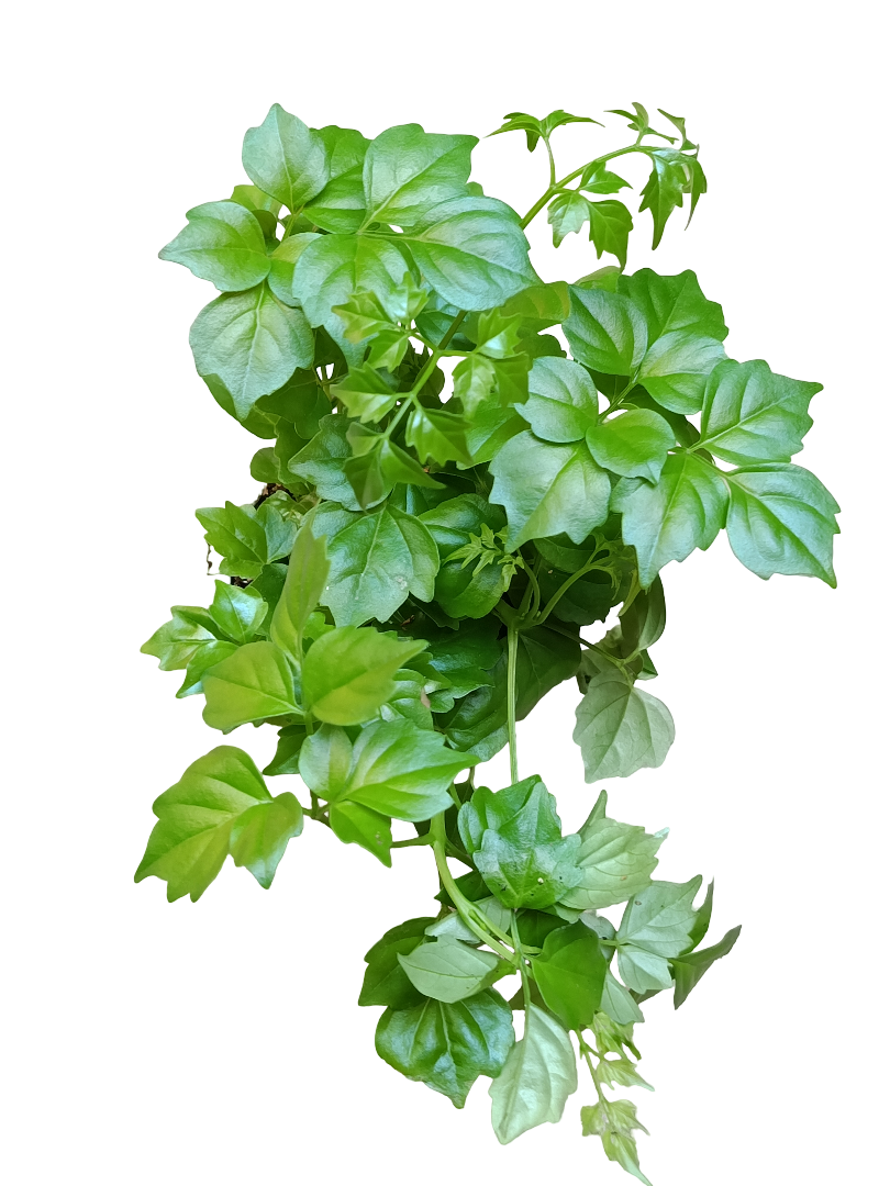Radermachera Sinica Planta Serpiente Ø5 Ideal Para Interior_0