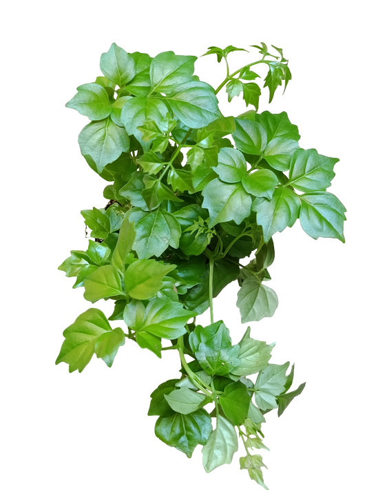 Radermachera Sinica Planta Serpiente Ø5 Ideal Para Interior_0